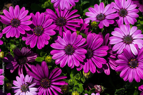 purple felicia amelloides summer flower © ontronix