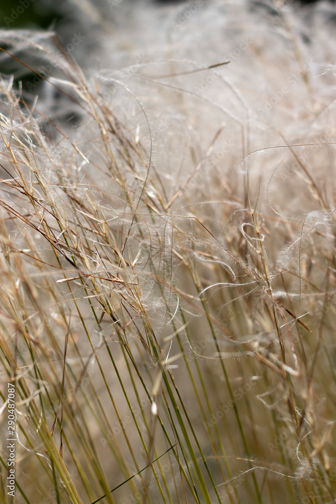 Fototapeta premium stipa feather grass