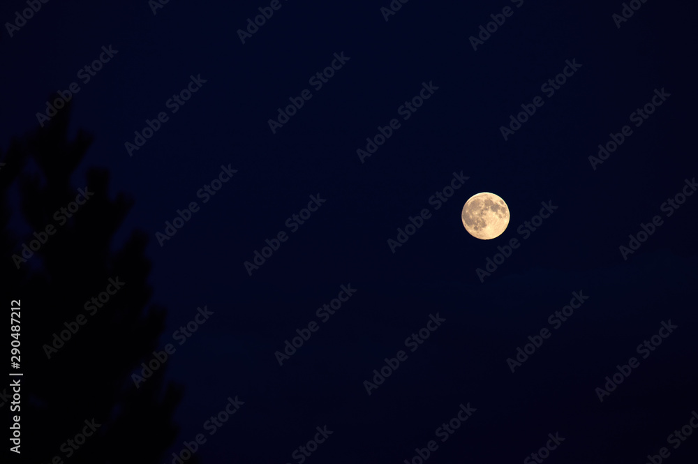 moon sphere in the night sky in the forest moon sphere in the night sky in the forest