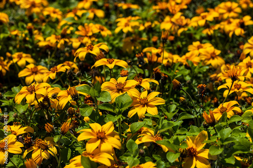 field of yellow bidens flowers photo