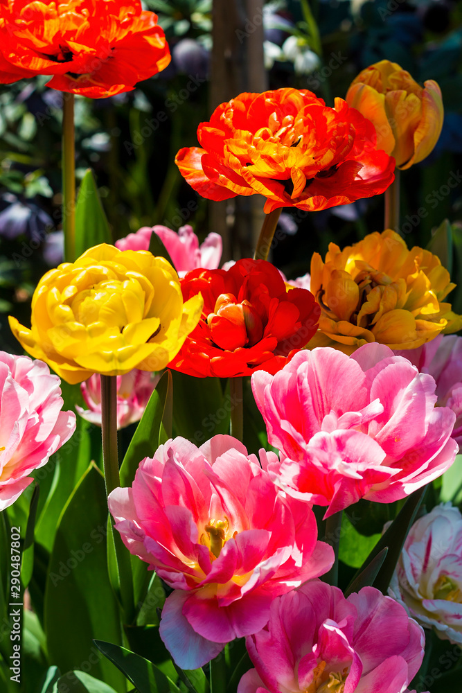 Fototapeta premium colorful tulips flowers