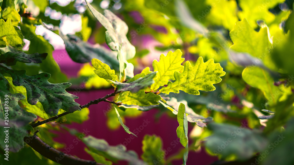 Obraz premium Green Oak Tree Leaves in Sunlight on Striped Magenta Background.