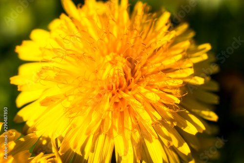 yellow dandelion flower