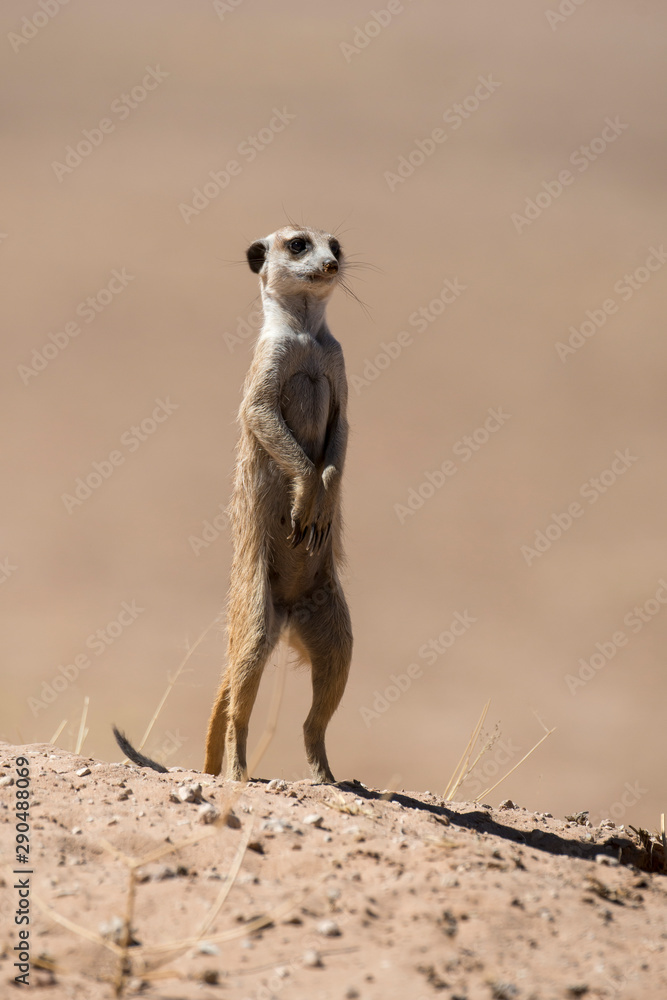 Fototapeta premium Suricate, Suricata suricatta, Parc national Kalahari, Afrique du Sud