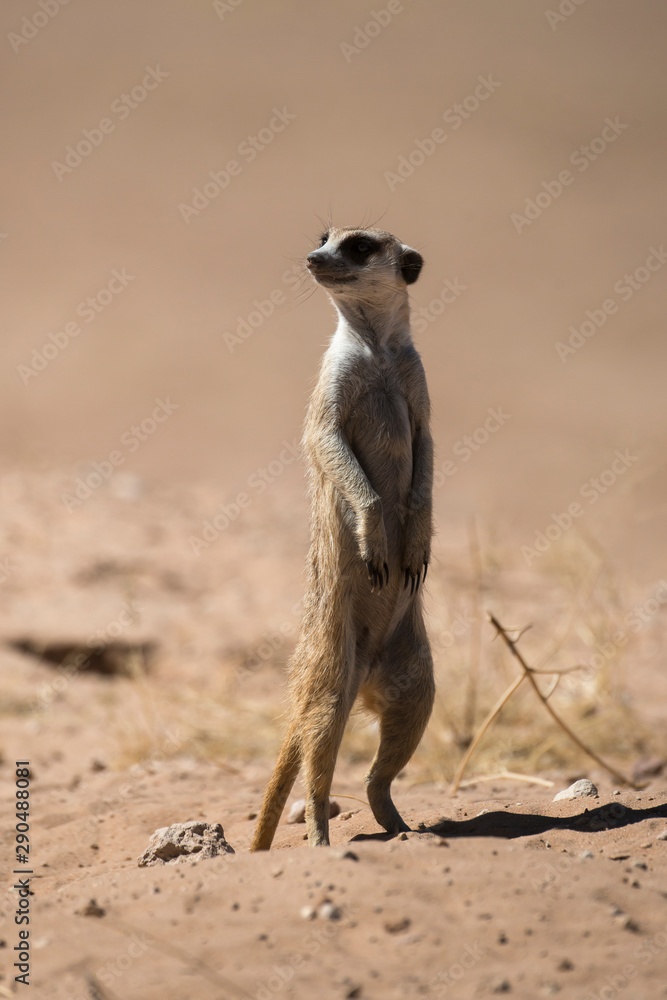 Fototapeta premium Suricate, Suricata suricatta, Parc national Kalahari, Afrique du Sud