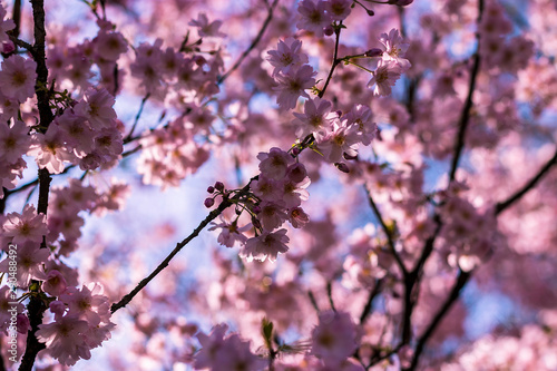 cherry tree blossom © ontronix