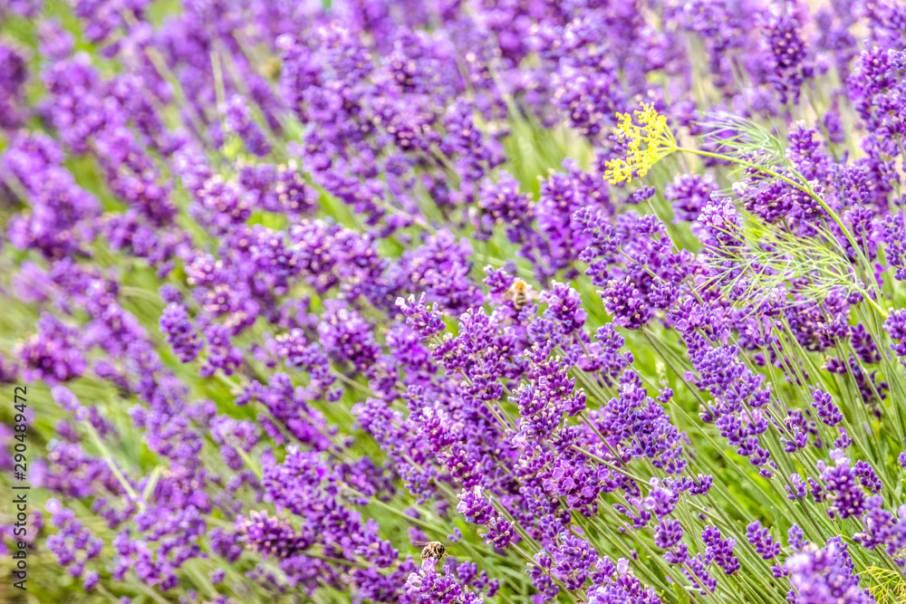 Blooming flower of lavender on field. Purple flowers, background. Blooming flower of lavender on field. Purple flowers, background.