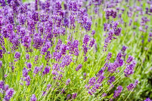 Blooming flower of lavender in the garden. Purple flowers, background.