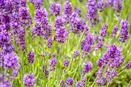 Blooming garden lavender flowers  purple background.