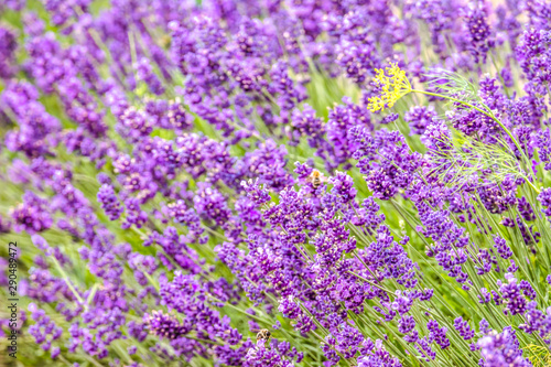 Blooming flower of lavender on field. Purple flowers, background.