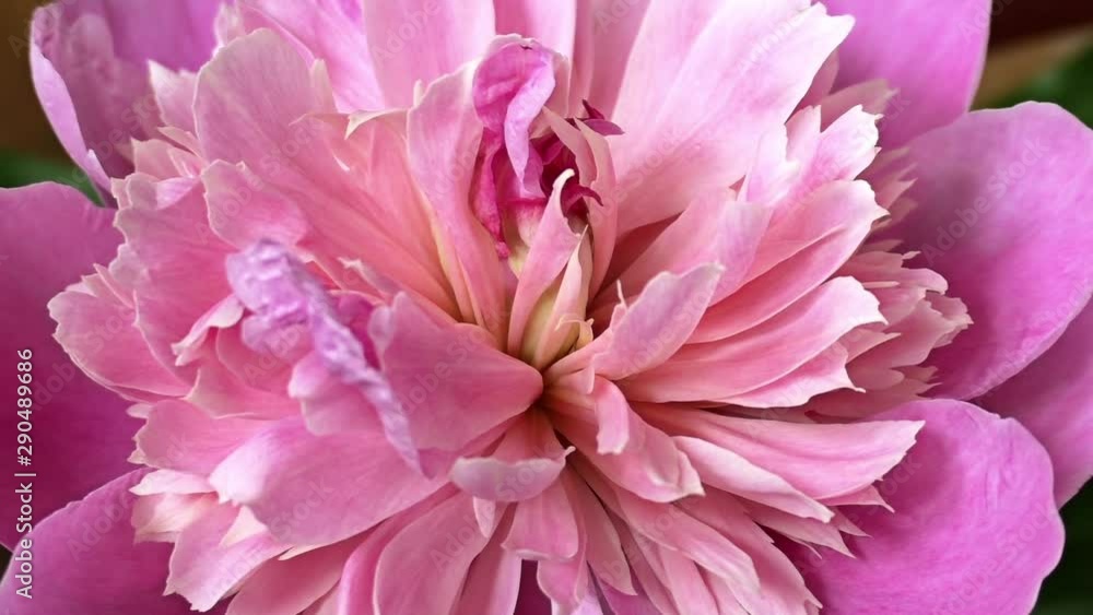 Pink peony and camera departure Pink peony and camera departure