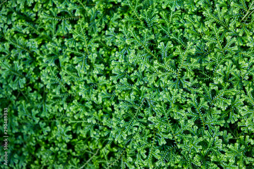 Green mos for on texture background.Nature background concept. Green mos for on texture background.Nature background concept.