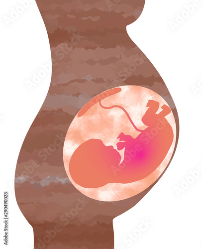 a fetus in the body shape お腹の胎児