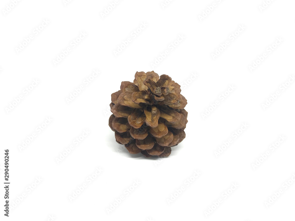 Dry pine cones with a white background image. Dry pine cones with a white background image.