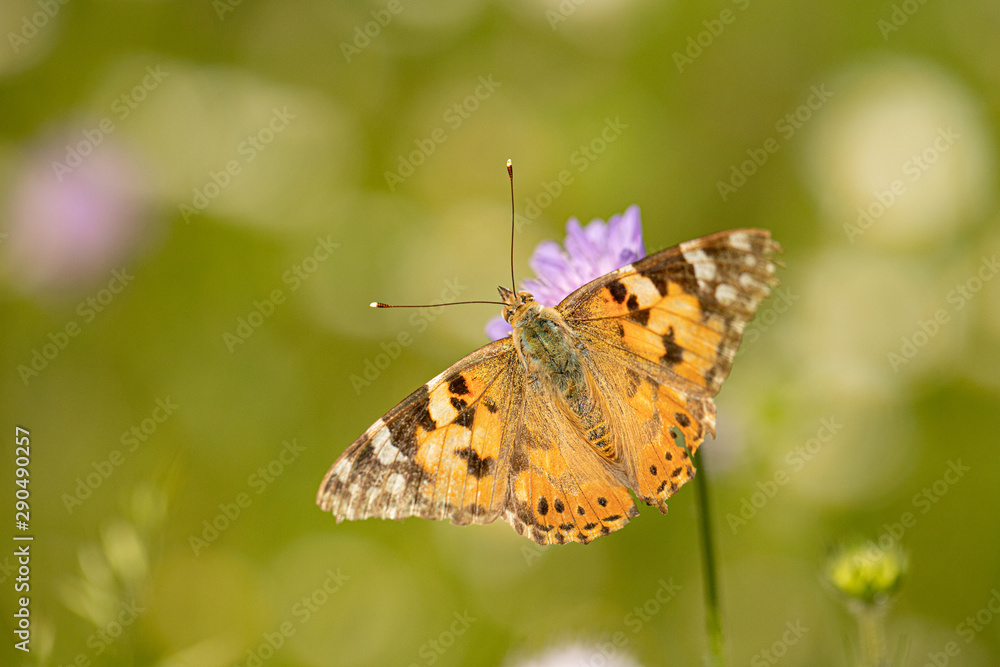 Fototapeta premium Nature