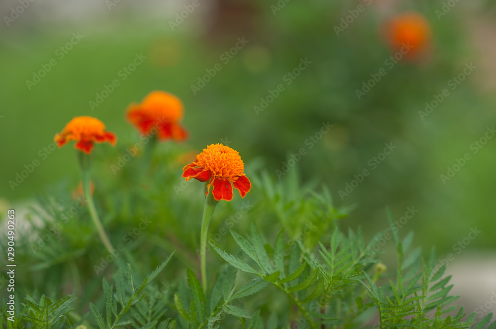 orange flowers on a green background