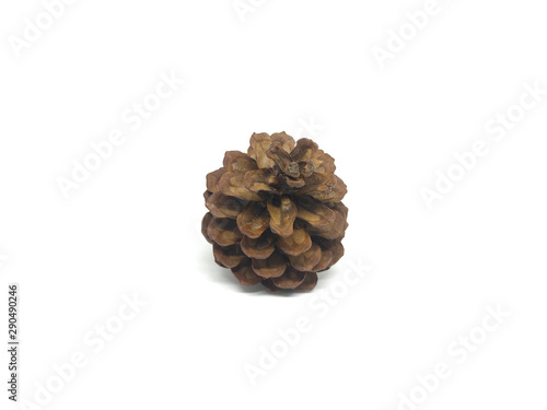 Dry pine cones with a white background image.