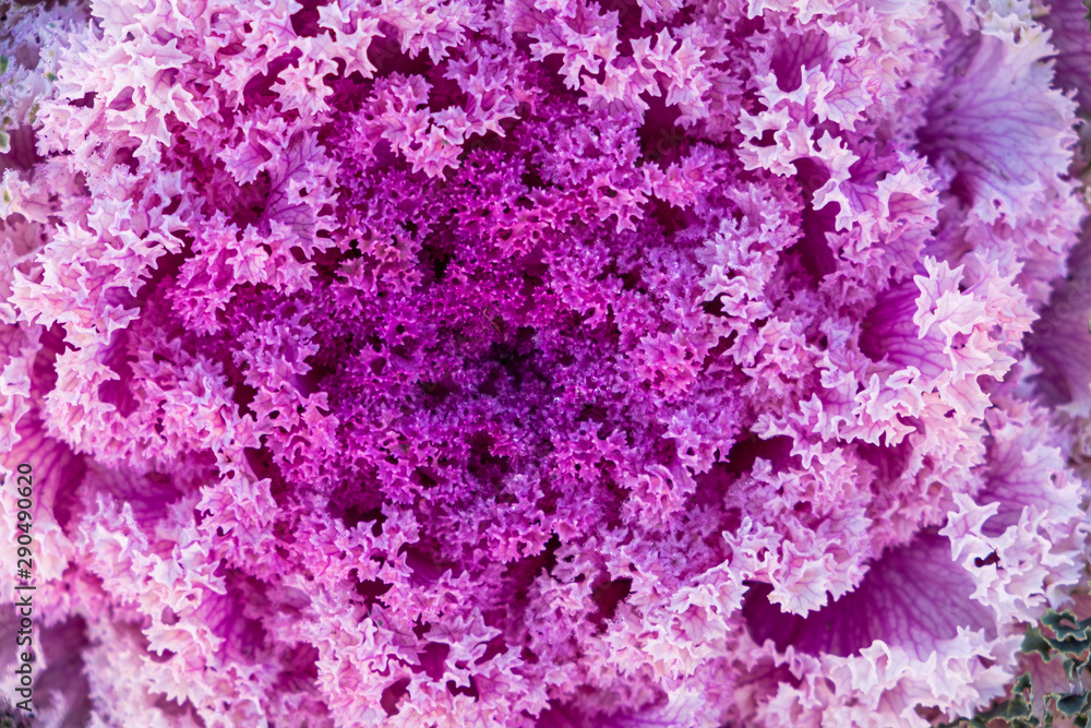 Close up.natural fresh purple cabbage (Ornamental Kale) with dew drops for texture.