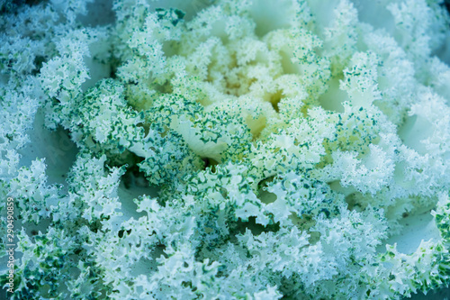 Close up.natural fresh green cabbage (Ornamental Kale) with dew drops for texture.