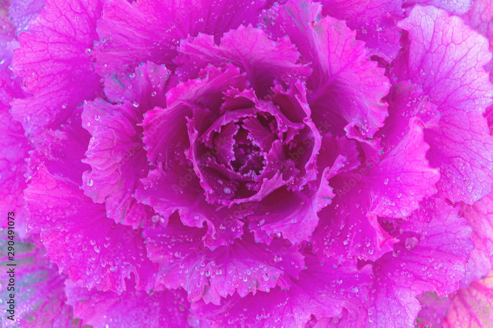 Obraz premium Close up.Red cabbage(purple cabbage) is use for salads and coleslaw.