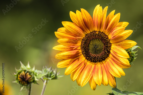 Bright yellow sunflower with earthy toned highlights on a sunny summer morning