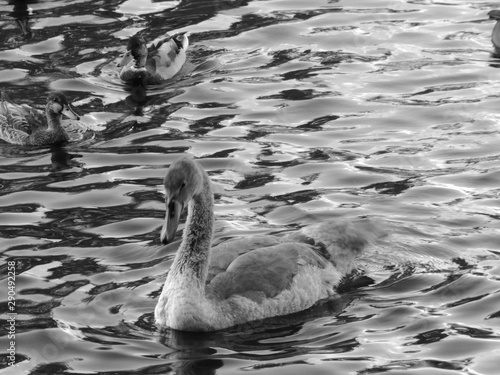 Different swans in Berlin on the water.