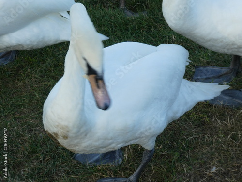 Different swans in Berlin on the water.