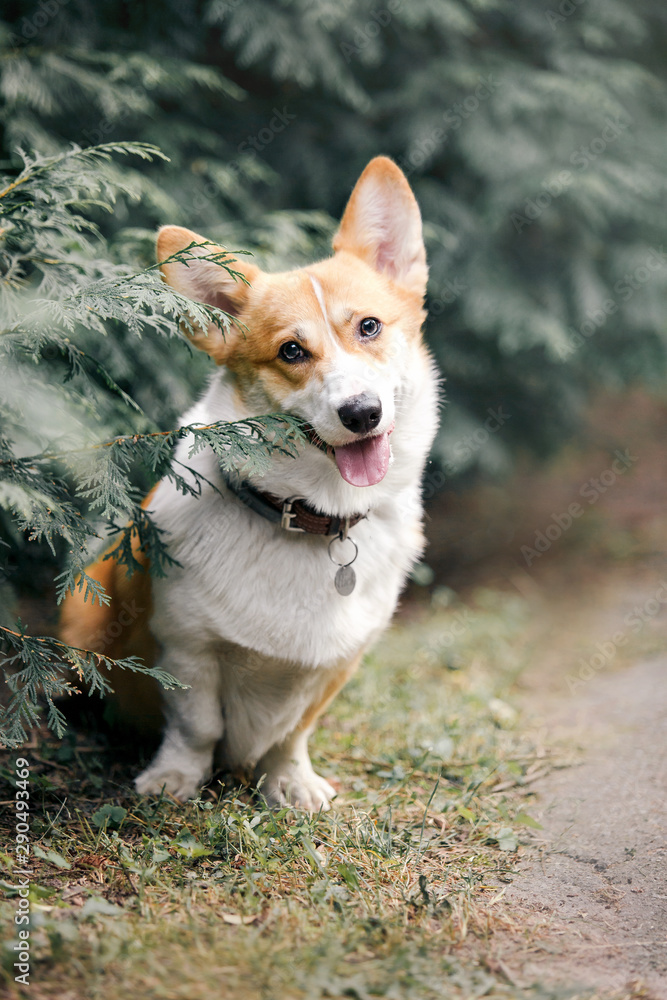 Welsh Corgi dog posing. Beautiful dog. Pet photo. Dog on the walk. 