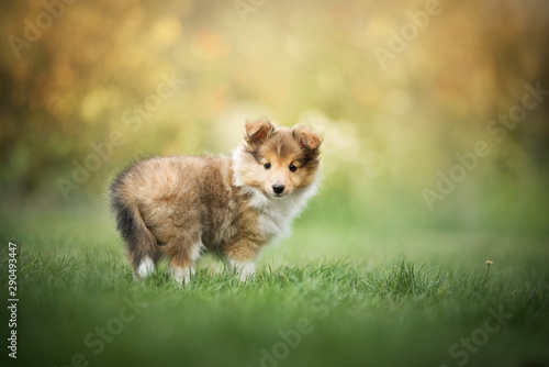 Fototapeta Naklejka Na Ścianę i Meble -  Shetland sheepdog - puppy