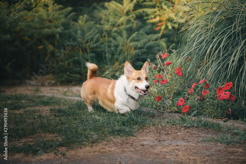 Dog Welsh Corgi running outdoors.