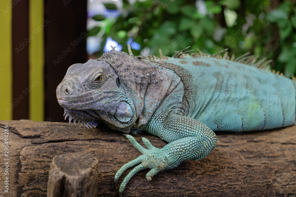   iguana