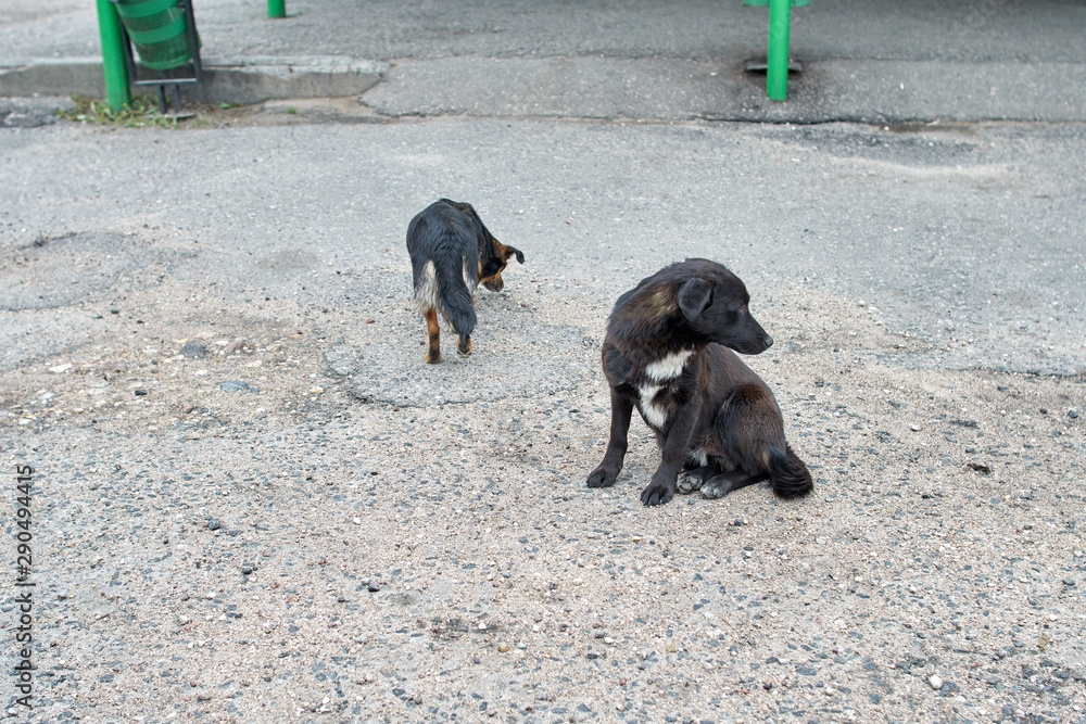 Two dogs are waiting for a yummy.Two homeless dogs. Two dogs are waiting for a yummy.Two homeless dogs.