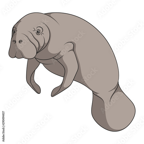 Color illustration with manatee  a sea cow. Isolated vector object on a white background.