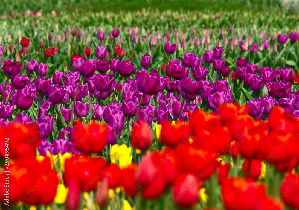 A large field with growing colorful tulips