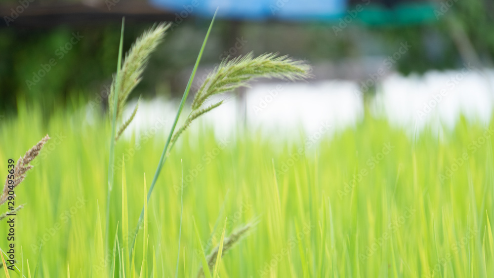 Fototapeta premium The beautiful green grass in the rice fields