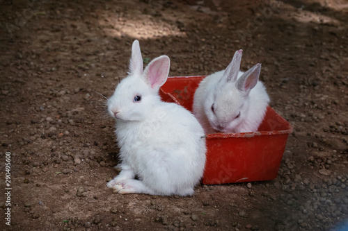 White rabbit in a red box,Two white rabbits in a cage.
