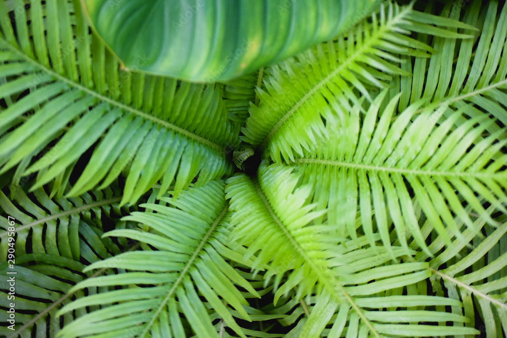 Background and texture of tree leaves plant Background and texture of tree leaves plant