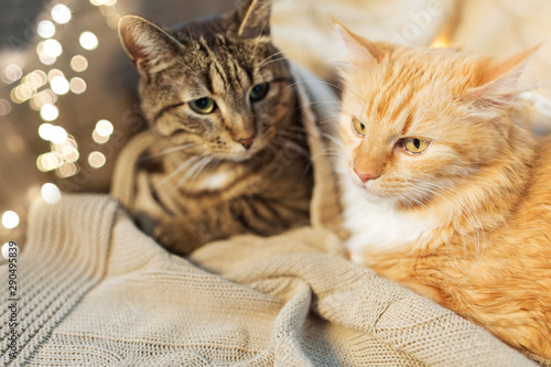 pets, christmas and hygge concept - two cats lying with blanket at home in winter