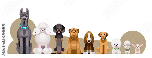 Canvastavla Flat illustration of dogs of different breeds sitting in growth from large to sm