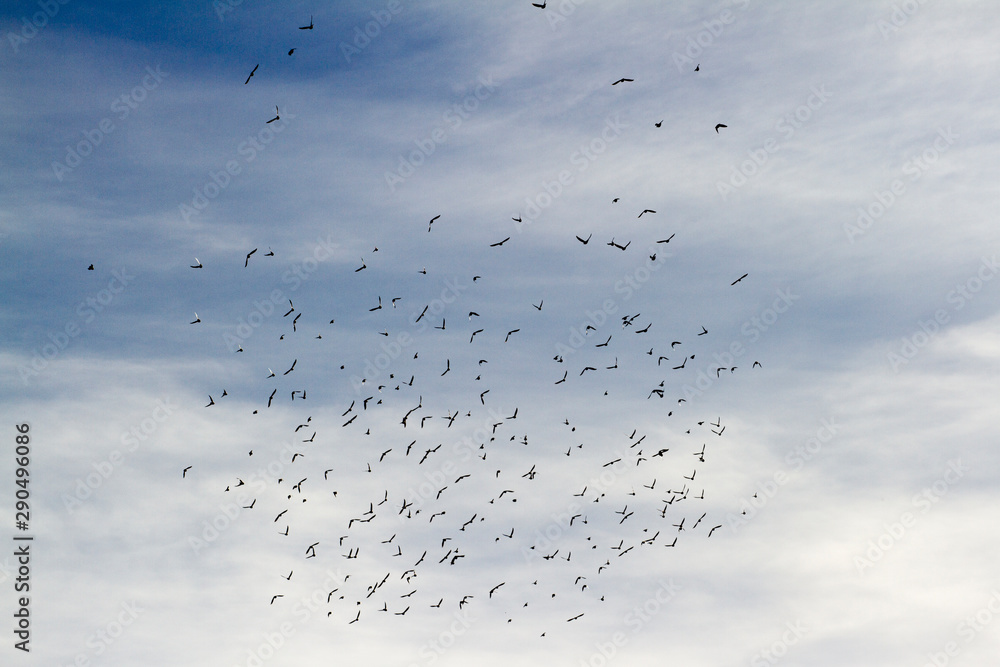 flock of birds flying in the sky