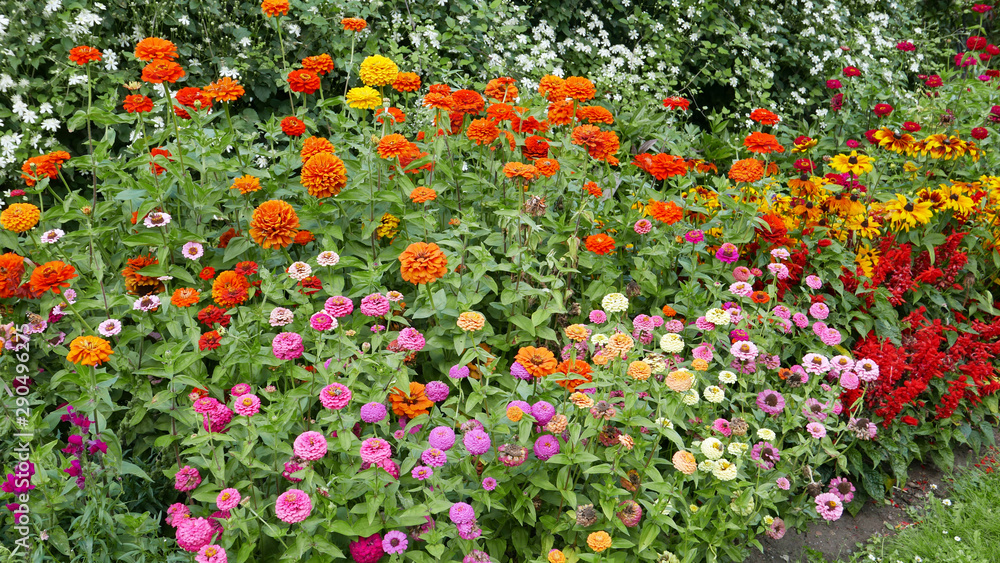 Border with colorful flowers, including zinnias