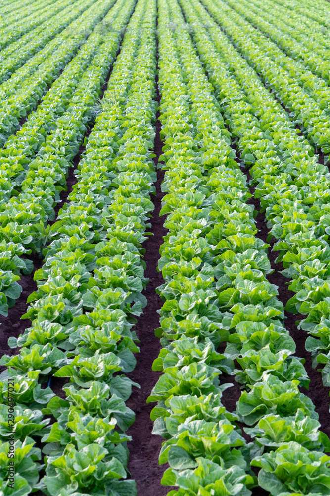 Farmers field with growing in rows green organic lettuce leaf vegetables Farmers field with growing in rows green organic lettuce leaf vegetables