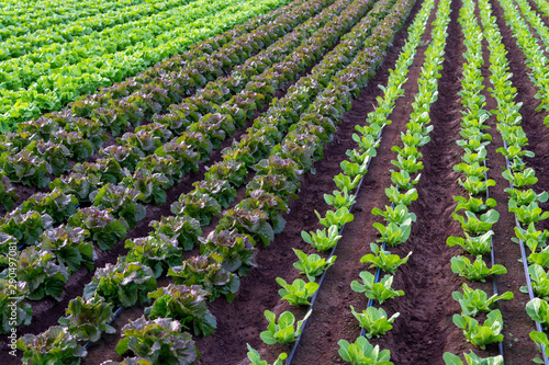 Farmers field with growing in rows green organic lettuce leaf vegetables