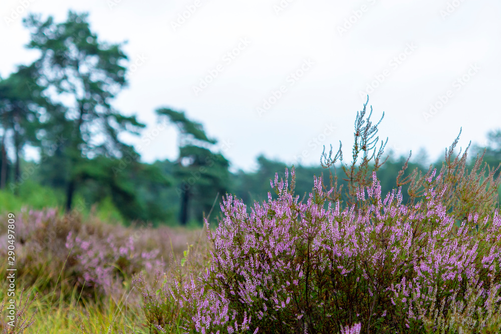 Blossom of heather plant in Kempen forest, rain in Brabant, Netherland Blossom of heather plant in Kempen forest, rain in Brabant, Netherland