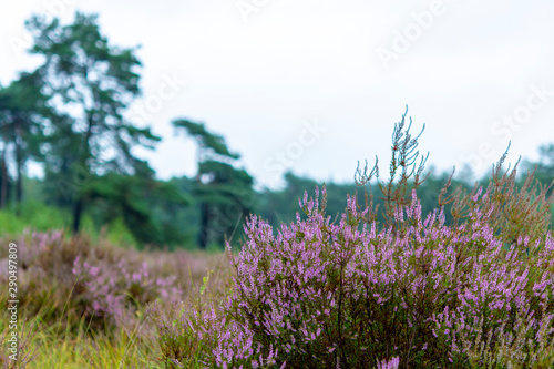 Blossom of heather plant in Kempen forest  rain in Brabant  Netherland
