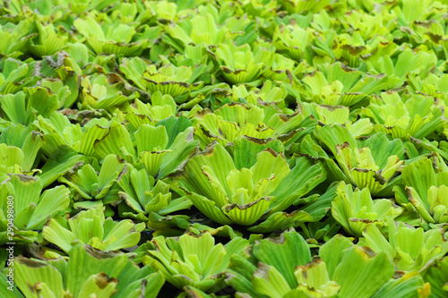 Aquatic plant closeup. Water lettuec or Pistia stratiotes, green natural background