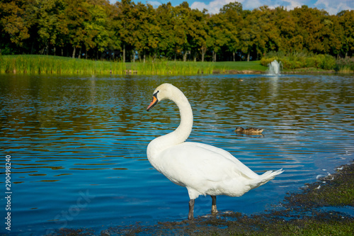 White swan at the pond with ducks
