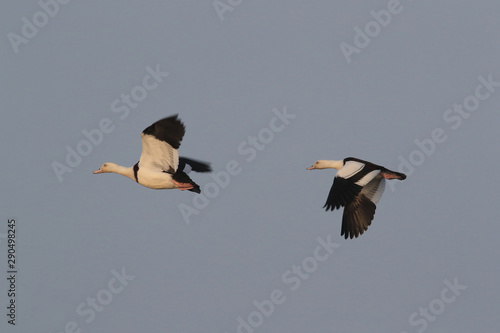 radjah shelduck (Radjah radjah) Queensland, Australia photo