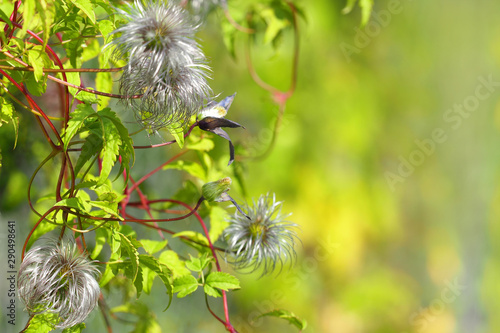 Clematis jackmanii in the garden after flowering, silky seed heads. Autumn background photo