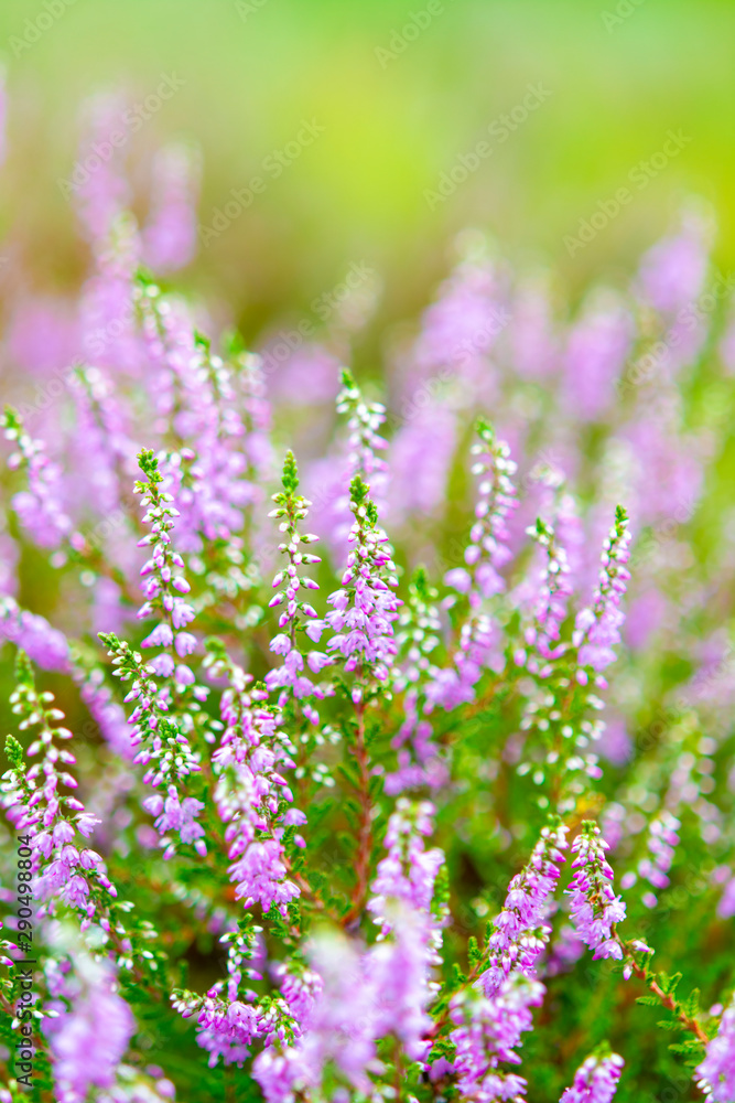 Fototapeta premium Blossom of heather plant in Kempen forest, Brabant, Netherland